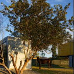 Huiini Shipping Container House tree and horse photo