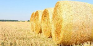 Straw Shipping Container Insulation