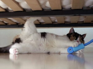 cat-under-bed
